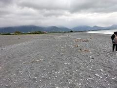 Charadrius bicinctus bicinctus