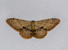 Idaea semilinea
