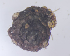 Helicopsyche borealis