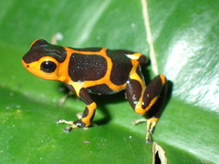 Ranitomeya imitator