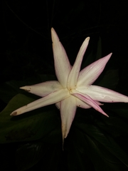 Goeppertia loeseneri