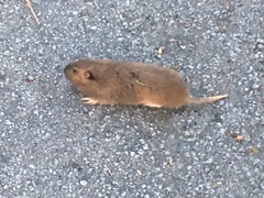 Thomomys bottae