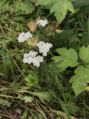 Achillea alpina