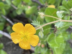 Kallstroemia peninsularis