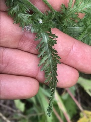 Achillea alpina
