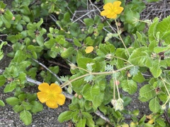 Kallstroemia peninsularis