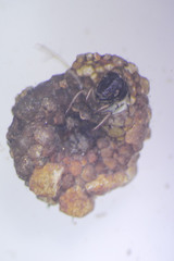 Helicopsyche borealis