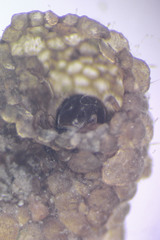 Helicopsyche borealis