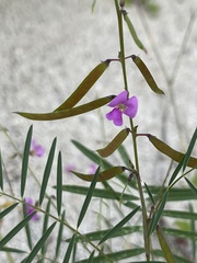 Tephrosia vicioides