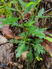 Aureolaria virginica