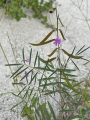 Tephrosia vicioides