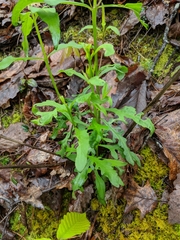 Aureolaria virginica