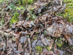 Aureolaria virginica