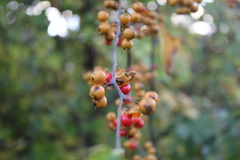 Celastrus orbiculatus