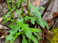 Aureolaria virginica