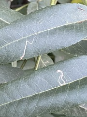 Stigmella longisacca