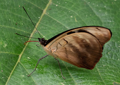 Catonephele salambria