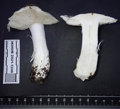 Tricholoma columbetta