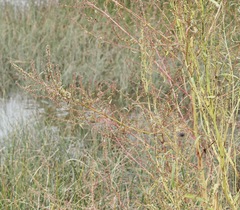 Amaranthus cannabinus