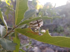 Megalopyge defoliata