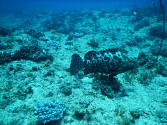 Epinephelus polyphekadion