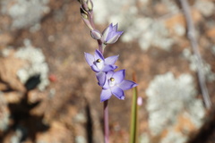 Thelymitra petrophila