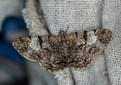 Psilalcis pallidaria