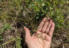Lomatium foeniculaceum foeniculaceum