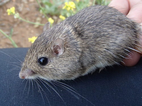 San Diego Pocket Mouse