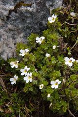 Euphrasia australis