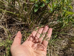 Lomatium foeniculaceum foeniculaceum