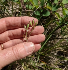 Lomatium foeniculaceum foeniculaceum