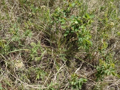 Lomatium foeniculaceum foeniculaceum