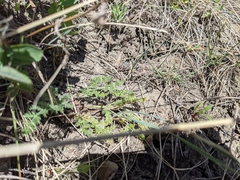 Lomatium foeniculaceum foeniculaceum