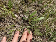 Lomatium foeniculaceum foeniculaceum