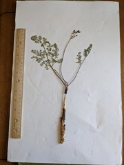 Lomatium foeniculaceum foeniculaceum