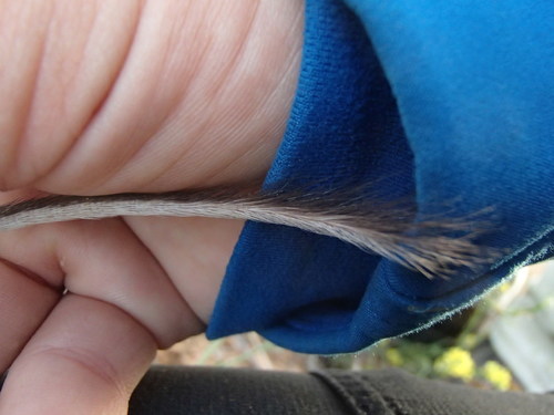 San Diego Pocket Mouse
