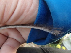 San Diego Pocket Mouse photo 5