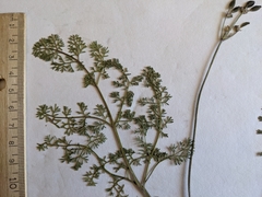 Lomatium foeniculaceum foeniculaceum