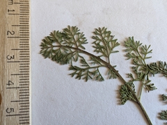 Lomatium foeniculaceum foeniculaceum
