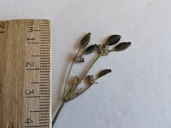 Lomatium foeniculaceum foeniculaceum
