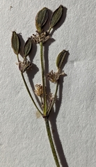 Lomatium foeniculaceum foeniculaceum