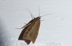 Eudonia octophora