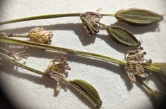 Lomatium foeniculaceum foeniculaceum