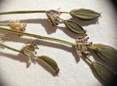 Lomatium foeniculaceum foeniculaceum