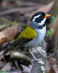 Arremon flavirostris