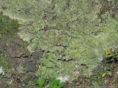 Phyllopsora corallina