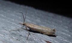 Orocrambus cyclopicus
