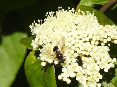 Blera badia