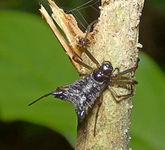 Micrathena triangularis